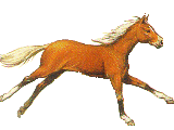 Gif de chevaux : cheval au galop